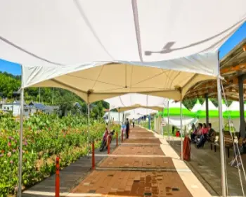 강주 해바라기 축제_12