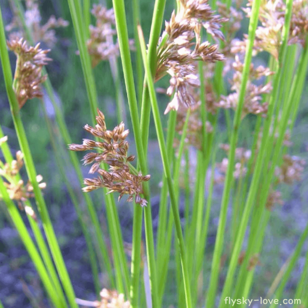 불면증에 효과적인 골풀