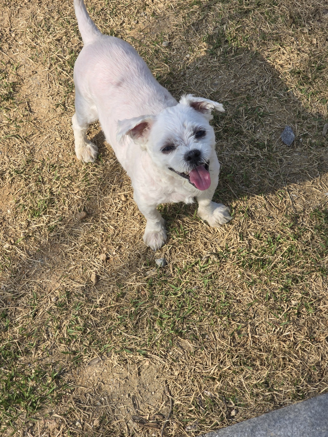 강아지-죽었을-때-위로