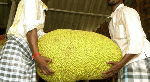 6호태풍카눈경로