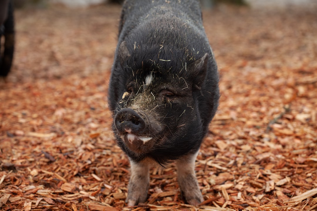Black pork