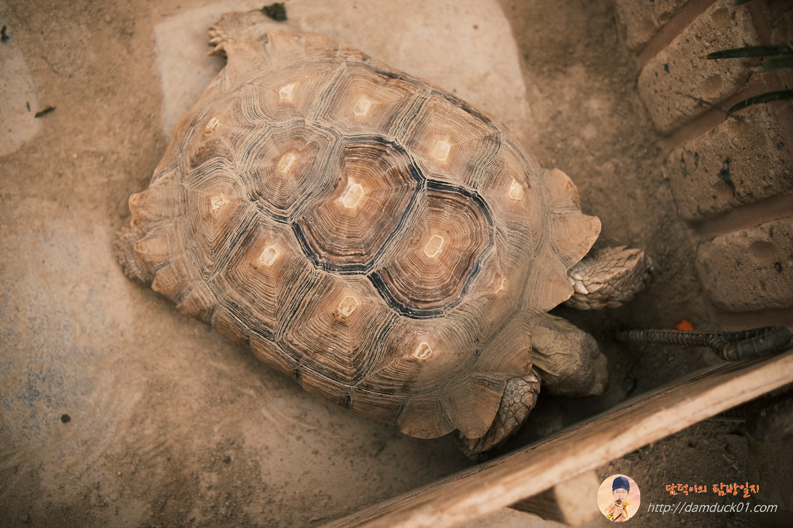 용인곤충테마파크 아기 거북이