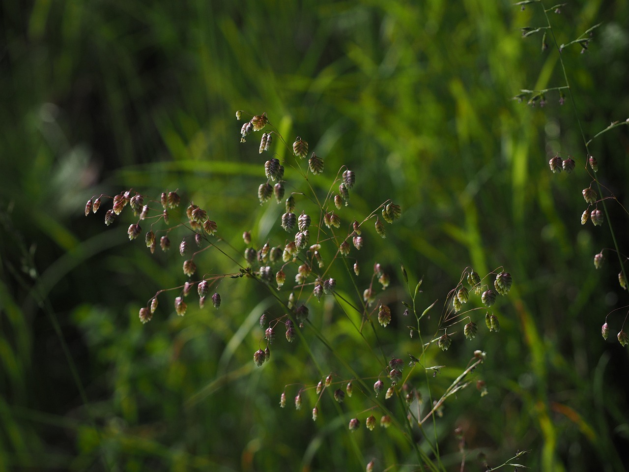바람에 살짝 흔들리는 꽃이나 잎 관련 사진