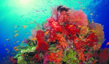 해조칼슘의 특징