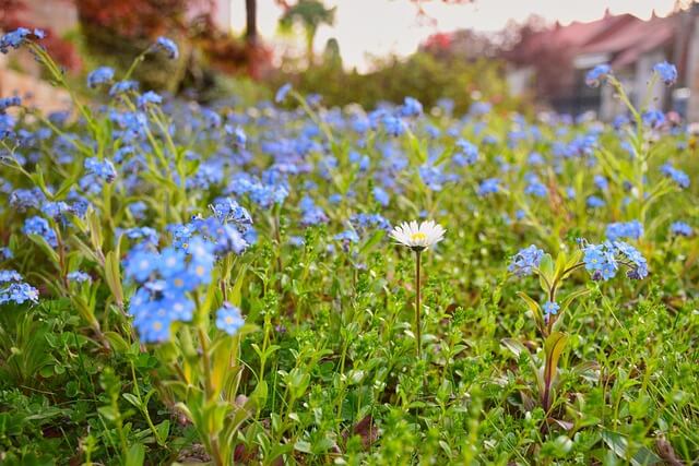마가렛 꽃&amp;#44; 마가렛 꽃말