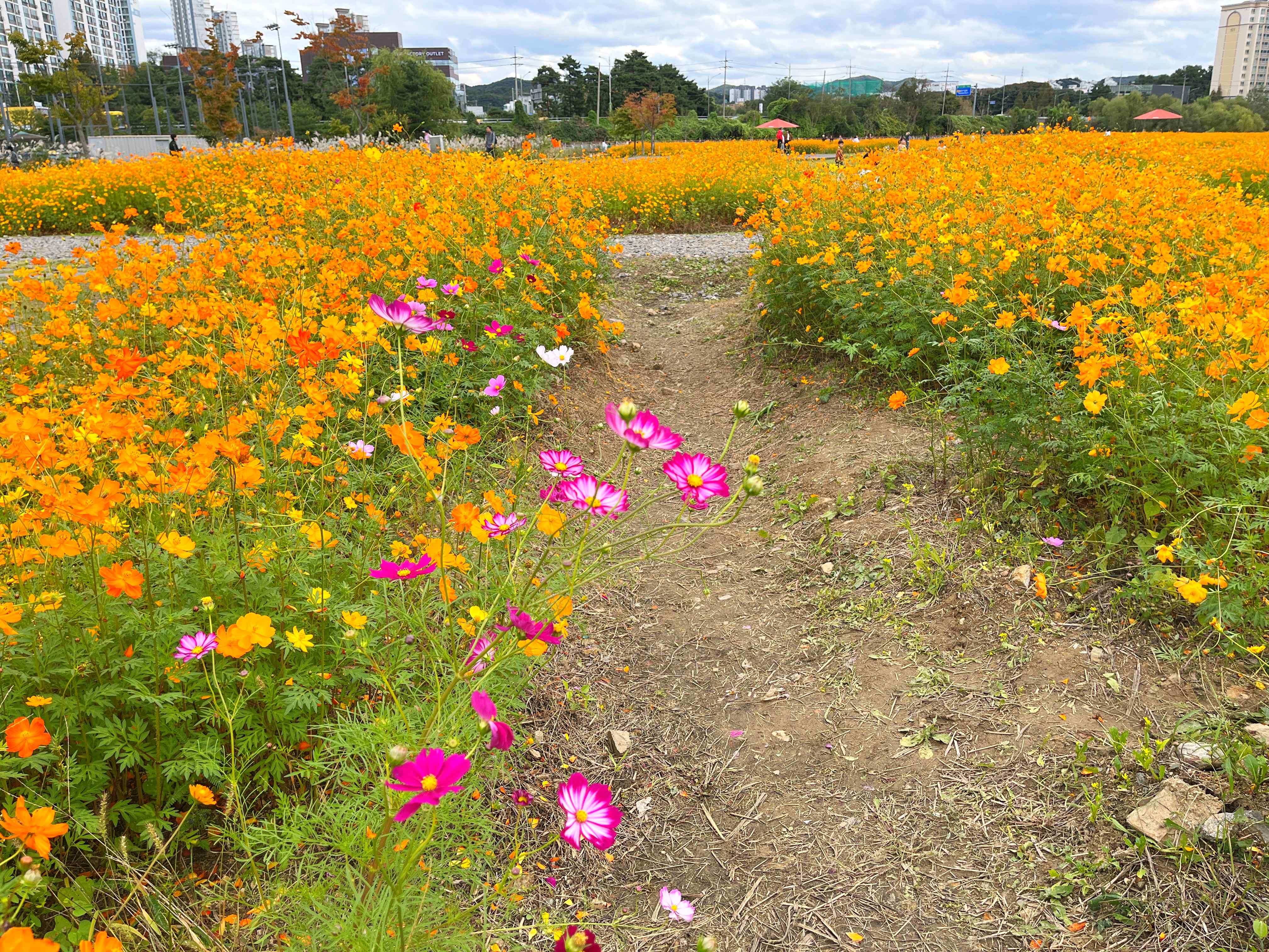 용인 기흥 호수공원