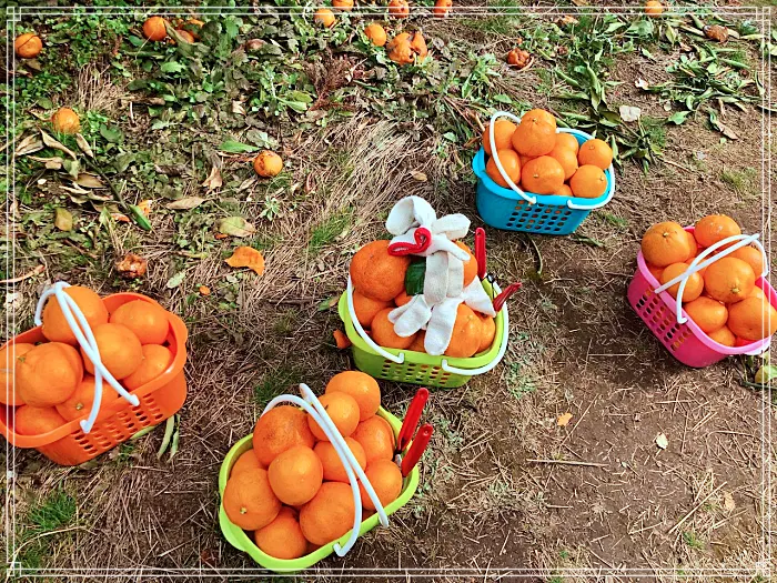 생방송 오늘저녁 제주, 조천 7월 수국 축제 명소, 수국정원, 인생사진, 디저트 카페 맛집