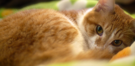 #연두색 담요 속에서 이쪽을 보고 있는 고양이#