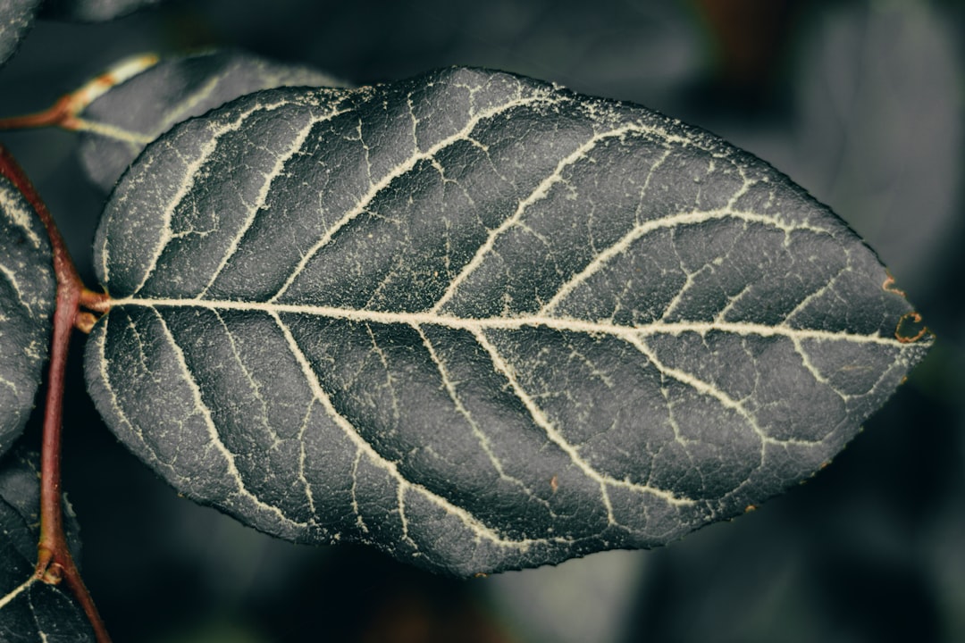 Carbon نیل.