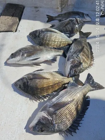 압해도 장감리 감성돔 포인트 소개와 혼자하는 낚시의 즐거움 완벽 낚시 가이드_9