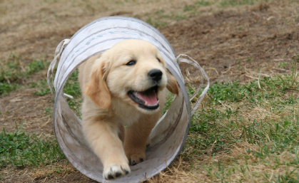 피부병 종류별 원인과 특징 관련 사진