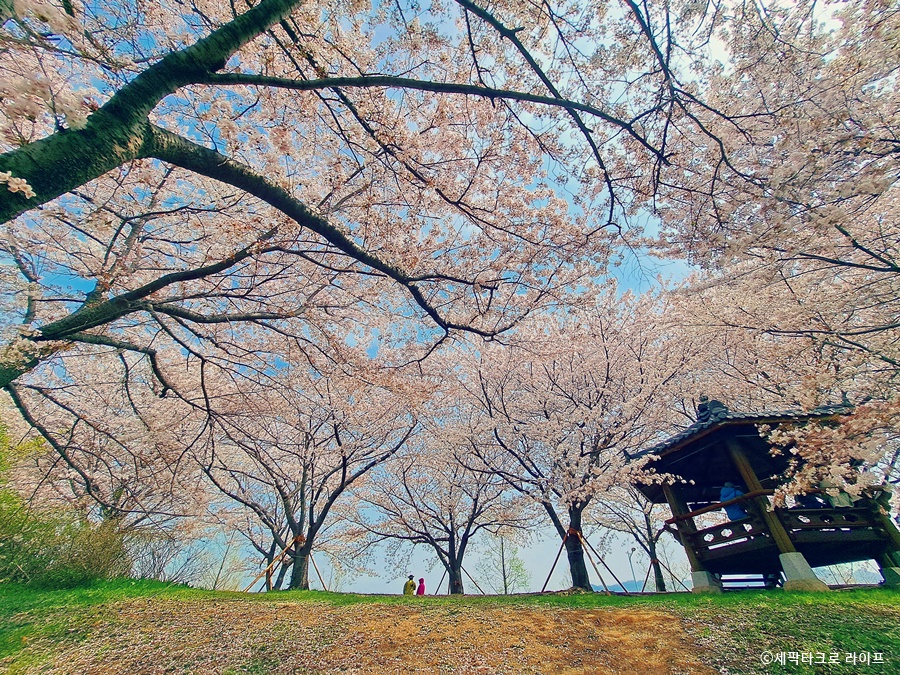 부산벚꽃사진