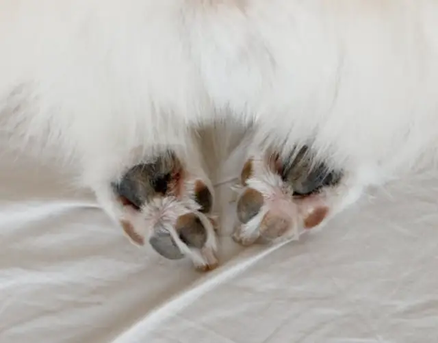 강아지 냄새