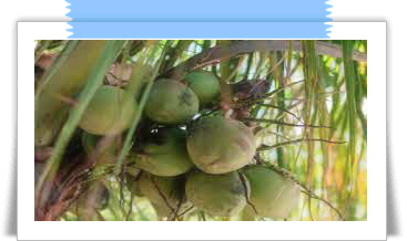 자보티카바 효능