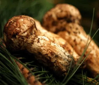 송이버섯 먹는법 요리법을 정리_12