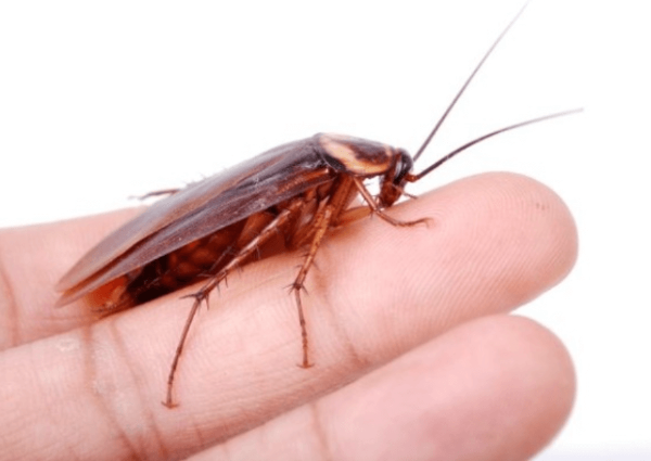 집 벌레 종류 바퀴벌레