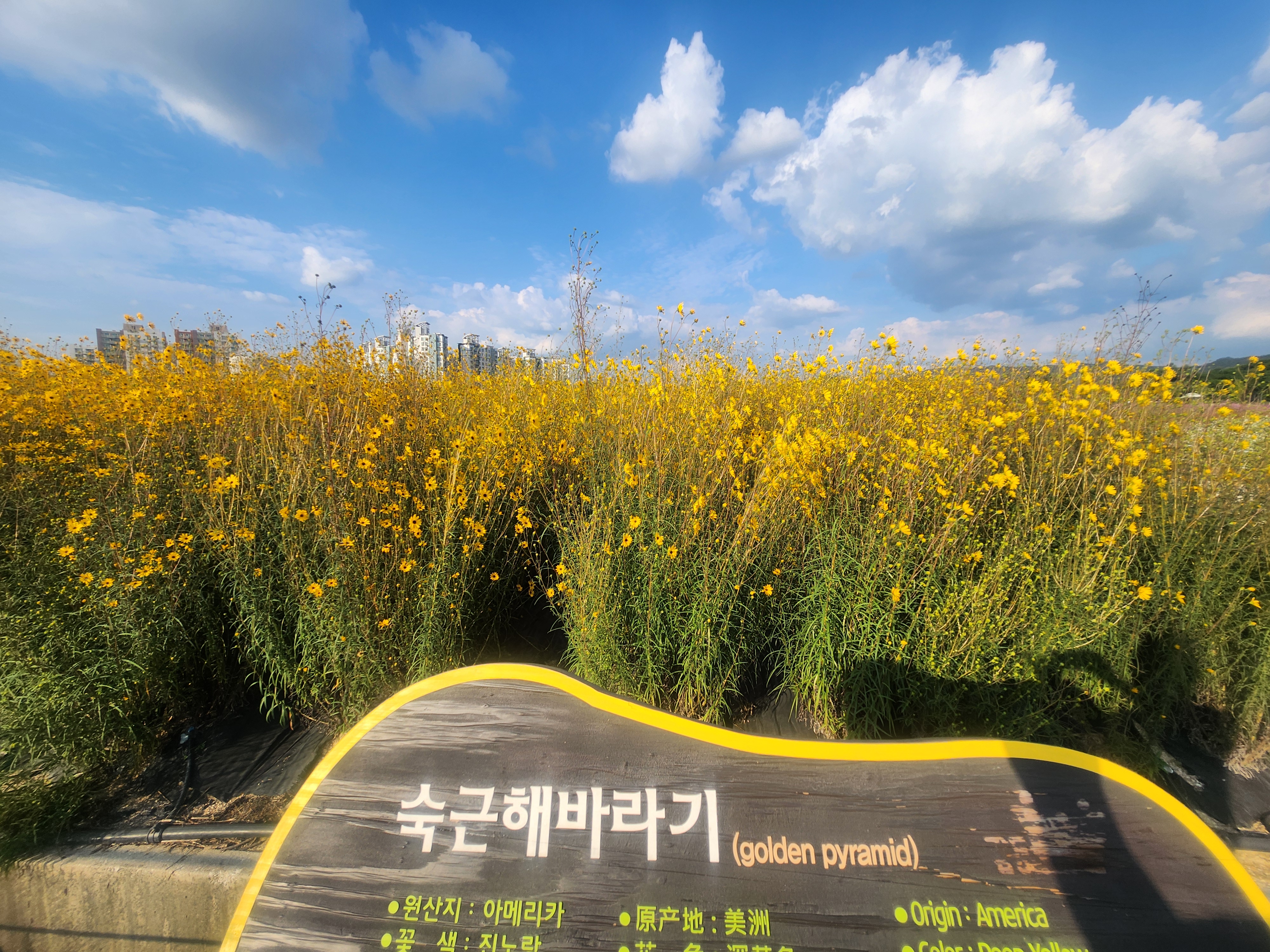 양주나리공원축제