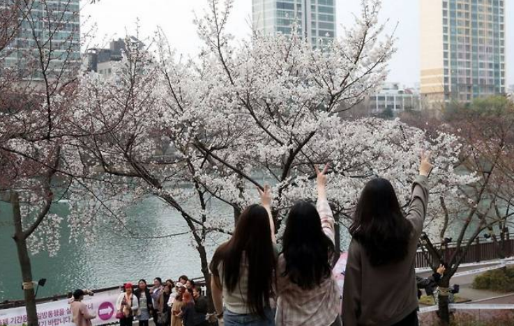 석촌호수 벚꽃축제 일정·기간