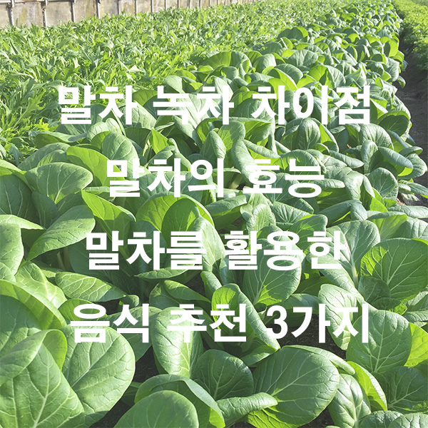 말차 녹차 차이점 말차의 효능 말차를 활용한 음식 추천 3가지
