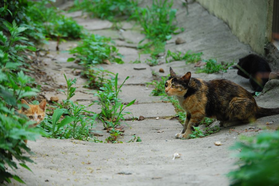 문현동 돌산마을 고양이 가족