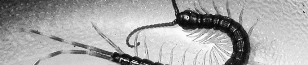 지네 퇴치법 외 참고 정보: 독성