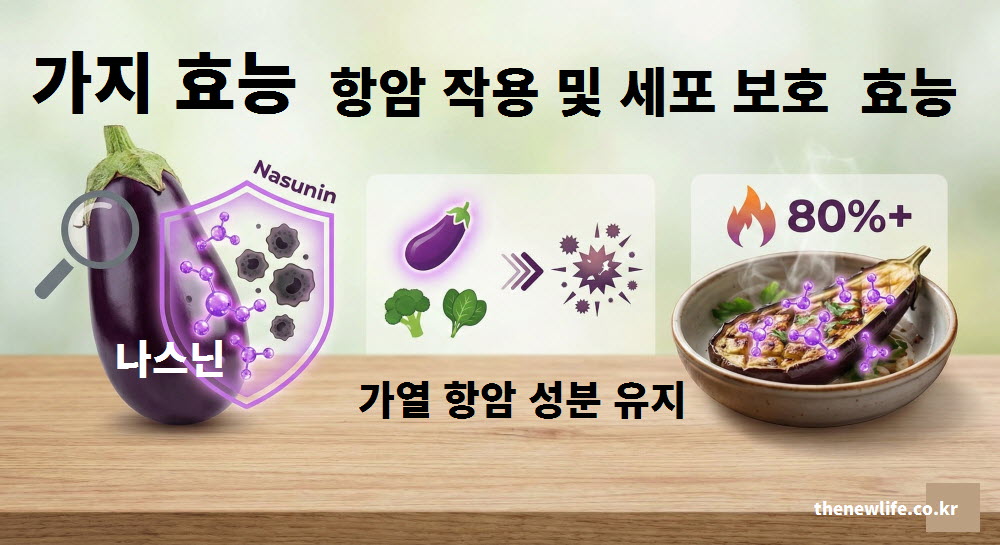 암세포의 전이를 억제하고 세포를 보호하는 가지 효능에 대한 설명 이미지