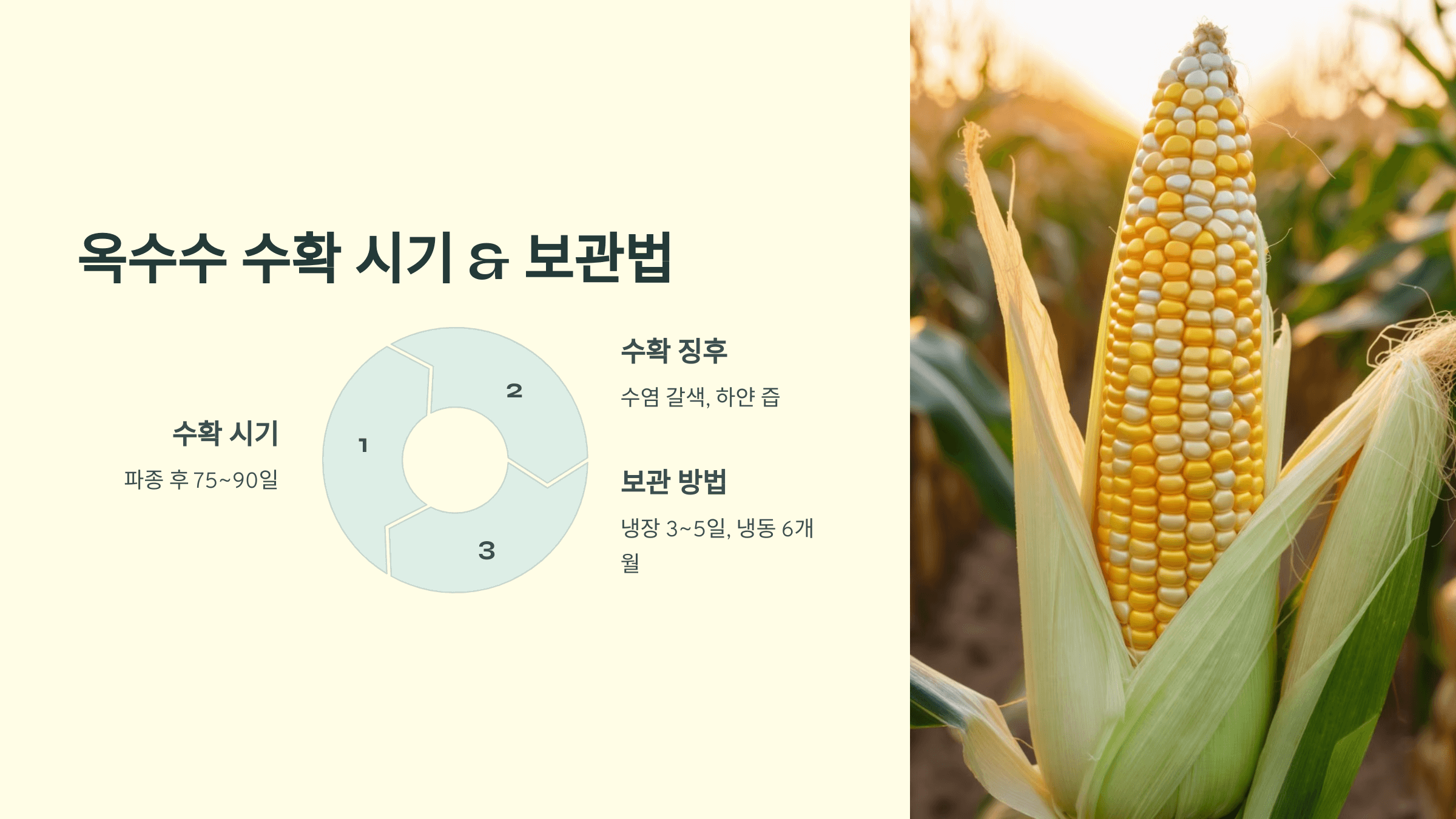 옥수수 사진입니다.