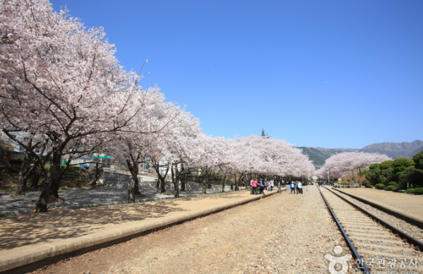 진해군항제 경화역 벚꽃명소