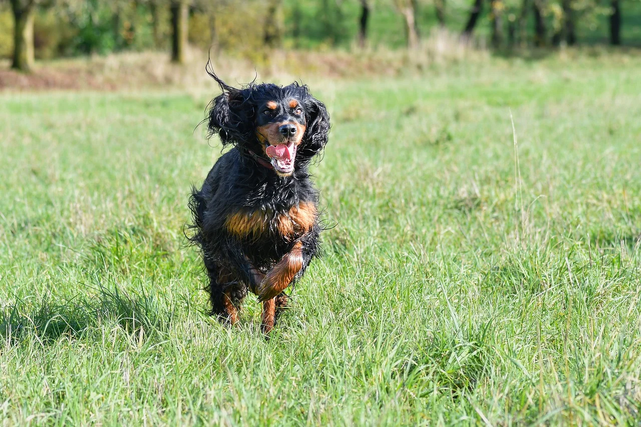 산책하는 강아지