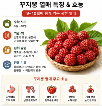 꾸지뽕-효능-먹는방법-부작용-열매-남자