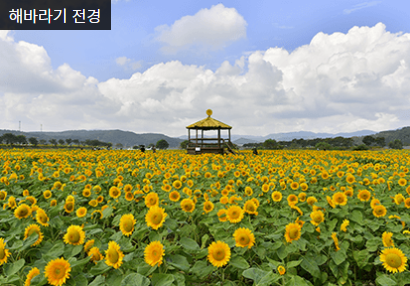 장성황룡강 가을꽃축제