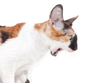 고양이가 토하는 이유