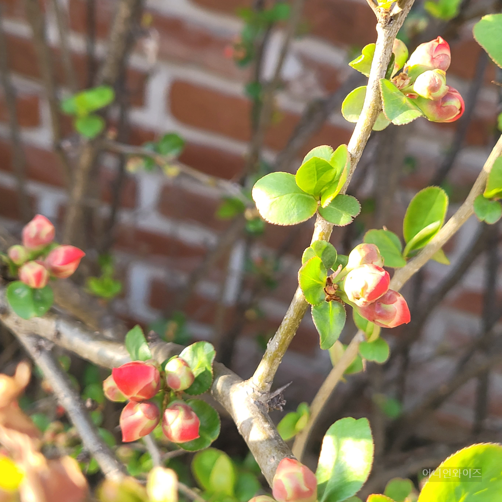 이 꽃이름은 무엇일까요? 명차꽃(명자나무) 3