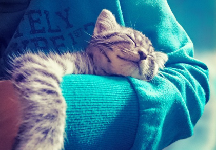 안기는 고양이.