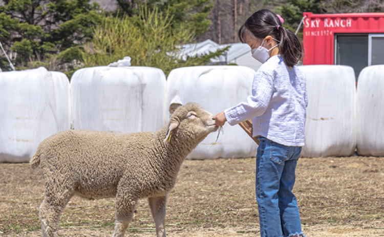 대관령 하늘목장