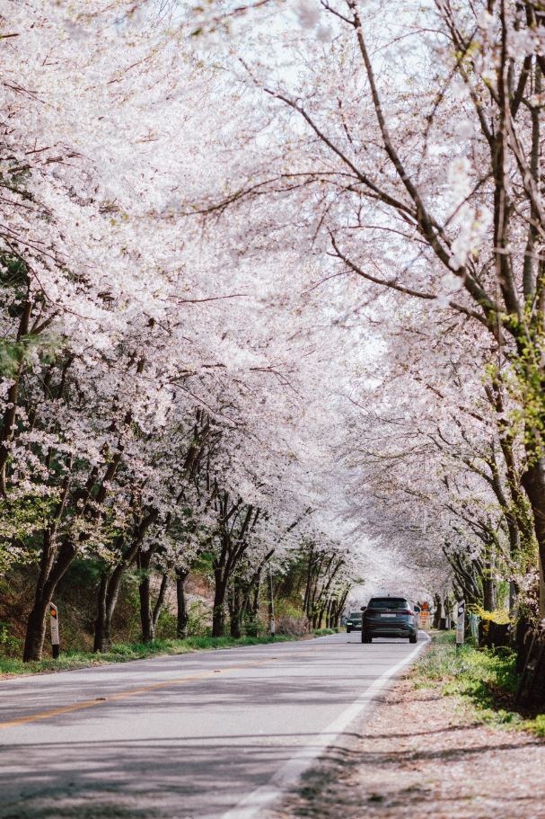 2024-대청호-벚꽃축제