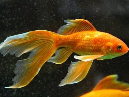 금붕어