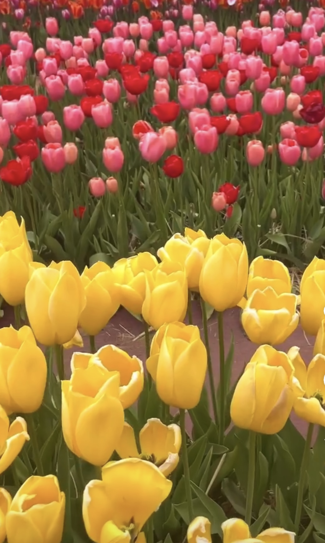 2025 전국 장미축제 총정리 관련사진