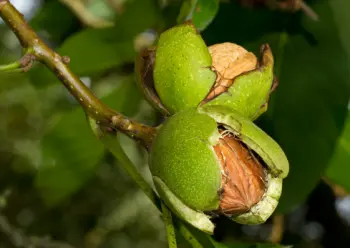 호두 효능 및 영양성분&amp;#44; 주의점