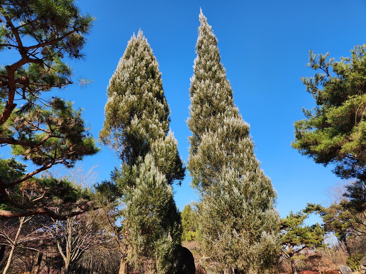 로키향나무 스카이로켓