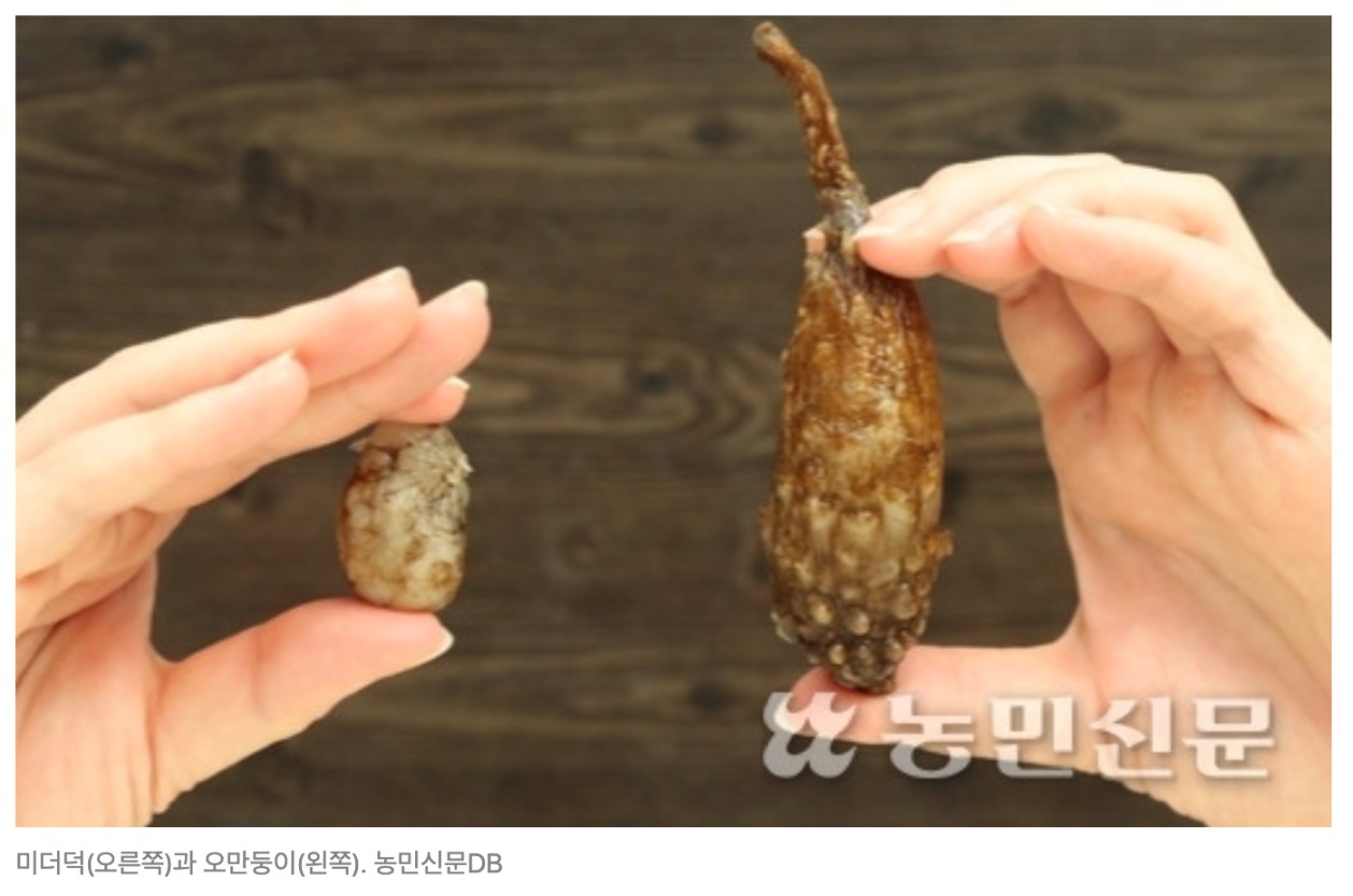 미더덕회