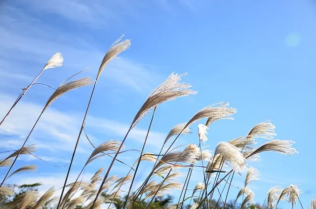 제주 새별오름 오르기 좋은 시간과 주변 명소 정리_8