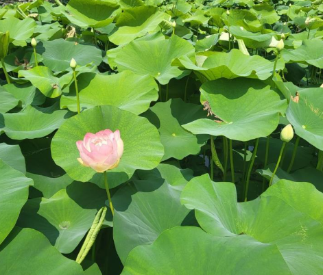 연꽃은 염증 억제, 신경 안정, 간 해독에 뛰어난 효능을 가진 약용 식물