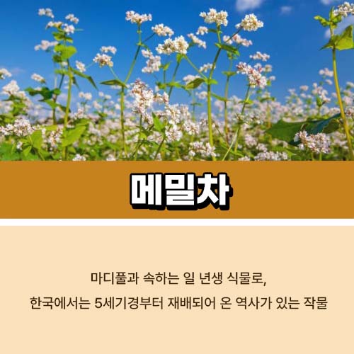 메밀차