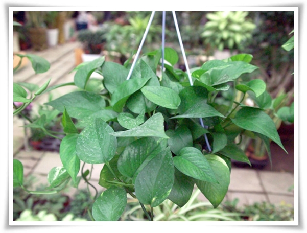 누구나 기르기 쉬운 공기정화 식물 "스킨답서스 키우기"