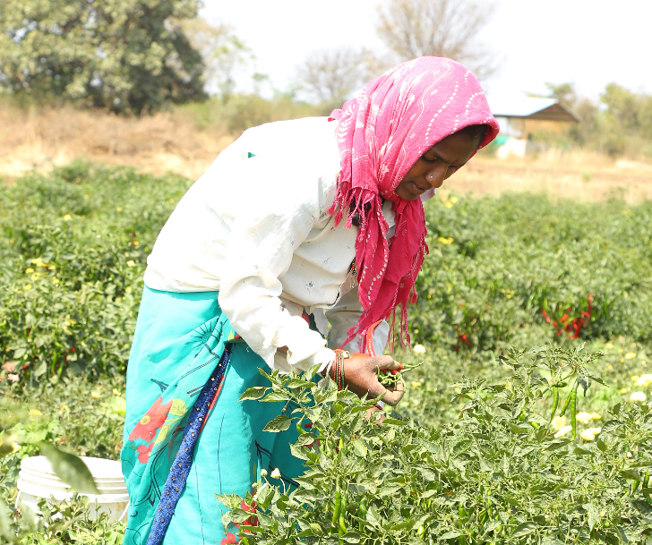 고추-수확하는-사람-사진