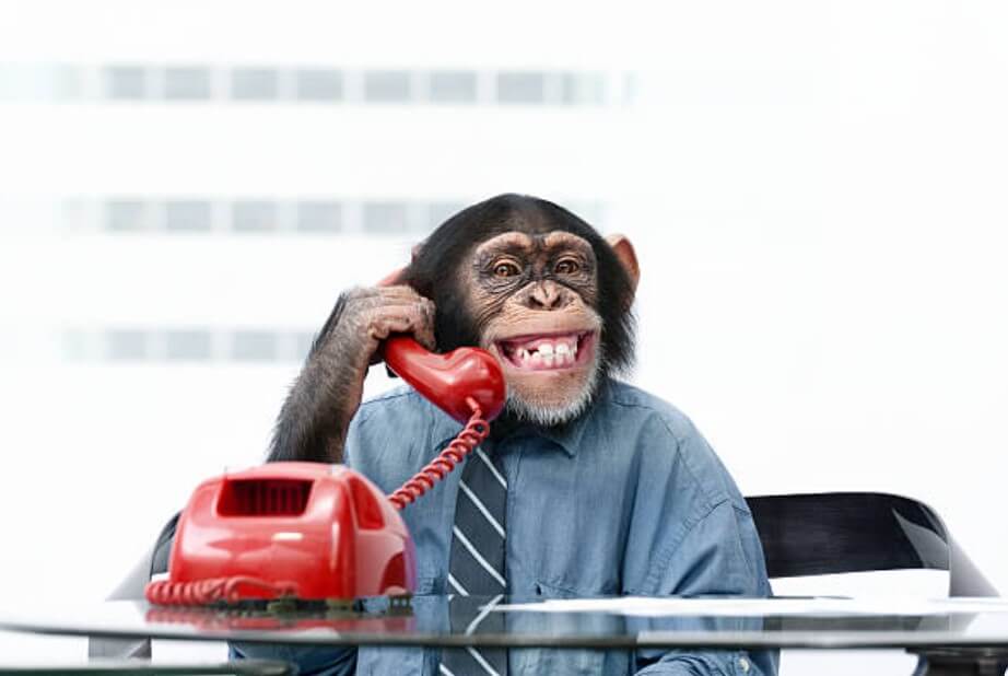 원숭이띠건강운 2023년원숭이띠건강운