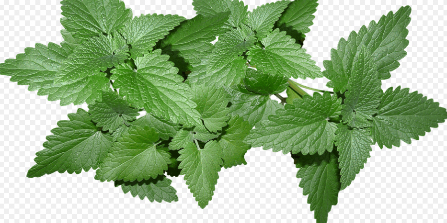 여러개의 민트 잎사귀