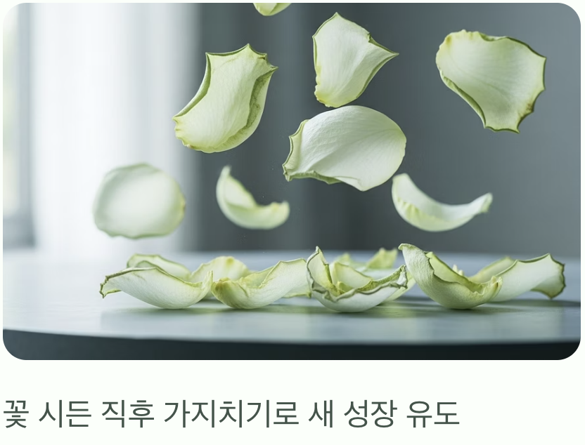 가지치기의 '황금 시간대', 꽃이 진 직후