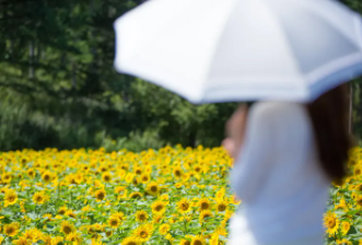 태백 해바라기축제